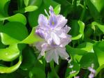Водный гиацинт (Eichornia Crassipes) Water Hyacinth