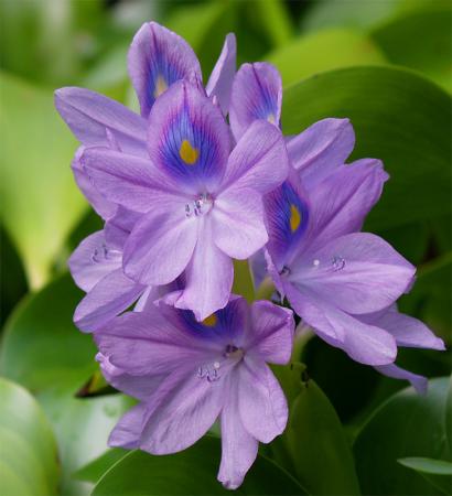 Водный гиацинт - Эйхорния Крассипес (Eichornia Crassipes)